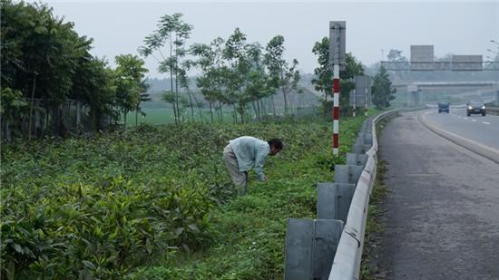 cao tốc Nội Bài - Lào Cai, vi phạm giao thông