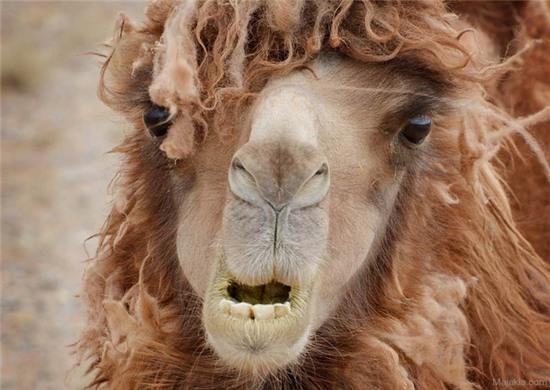 Lạc đà là loài chim lớn nhất thế giới: Cũng có sự liên quan nhẹ - Ảnh 2.