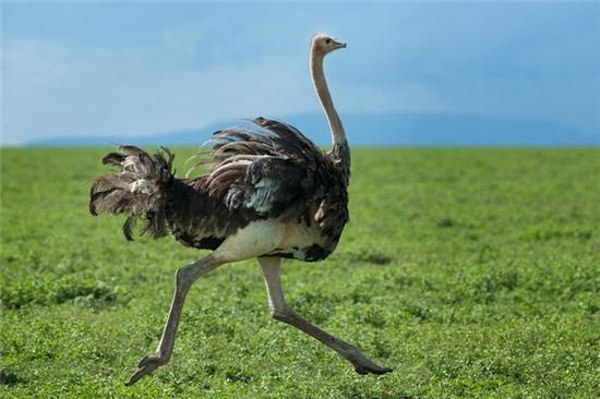 Lạc đà là loài chim lớn nhất thế giới: Cũng có sự liên quan nhẹ - Ảnh 3.