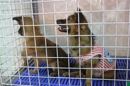 Cô gái 9X, cưu mang thú cưng, Sài Gòn, chó, mèo