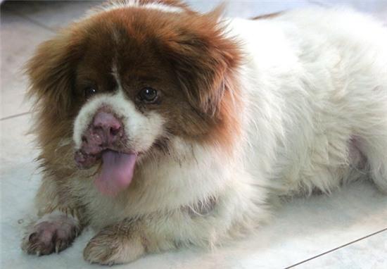 Cô gái 9X, cưu mang thú cưng, Sài Gòn, chó, mèo