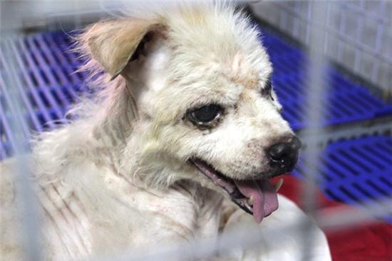 Cô gái 9X, cưu mang thú cưng, Sài Gòn, chó, mèo