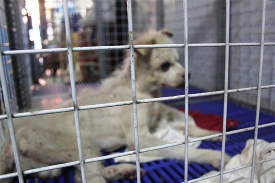 Cô gái 9X, cưu mang thú cưng, Sài Gòn, chó, mèo