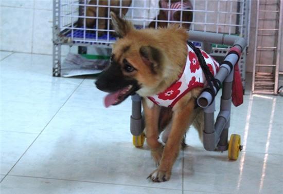 Cô gái 9X, cưu mang thú cưng, Sài Gòn, chó, mèo