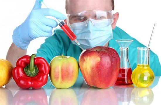 bò biến đổi gen