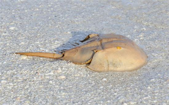 Những hình ảnh ghê rợn phía sau nhiều loại vắc xin chúng ta thường dùng - Ảnh 1.