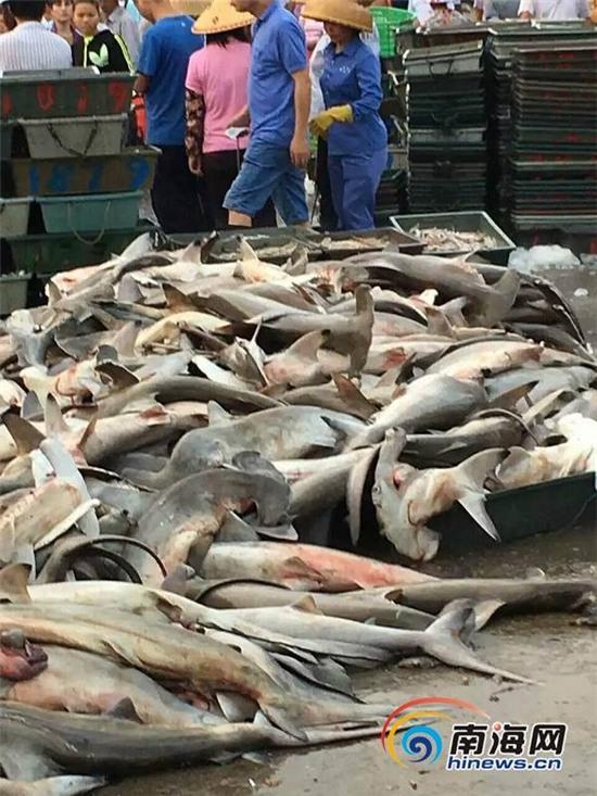 Phẫn nộ khi cá mập quý hiếm được bày bán la liệt với giá như cho ở chợ trời Trung Quốc - Ảnh 1.