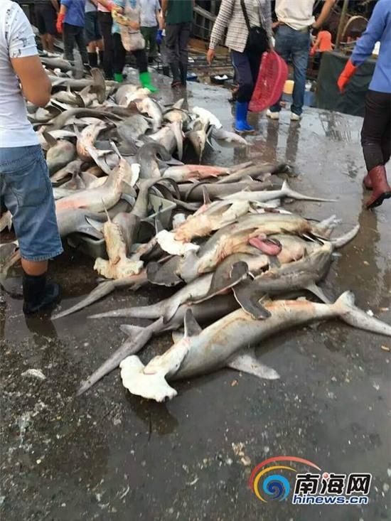 Phẫn nộ khi cá mập quý hiếm được bày bán la liệt với giá như cho ở chợ trời Trung Quốc - Ảnh 3.
