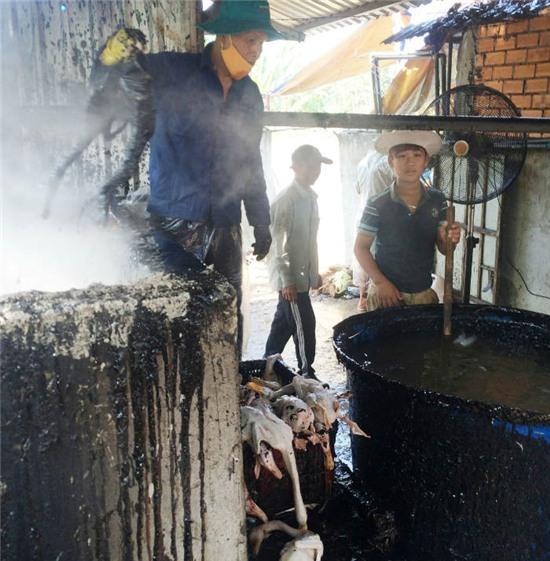 hau giang: dung hoa chat mau den “tay long” hang ngan con gia cam hinh anh 1