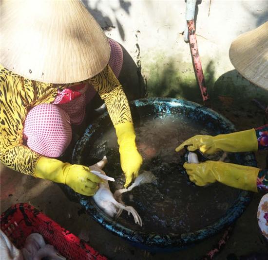 hau giang: dung hoa chat mau den “tay long” hang ngan con gia cam hinh anh 2