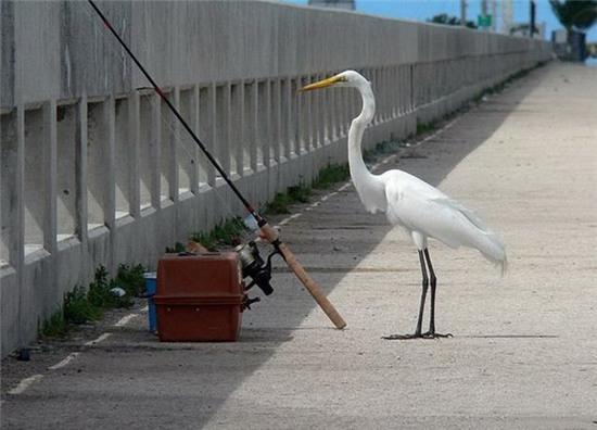 nhung hinh anh chi "can thu" moi co the hieu hinh anh 14