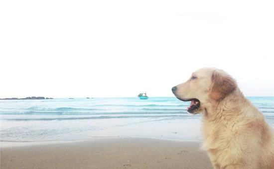 Chuyến du lịch của chú cún và chủ chứng minh: Bạn gái không có, nhưng chó nhất định phải có một con! - Ảnh 3.