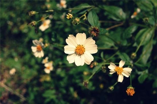 Tháng tư về, em vẫn cứ đợi anh