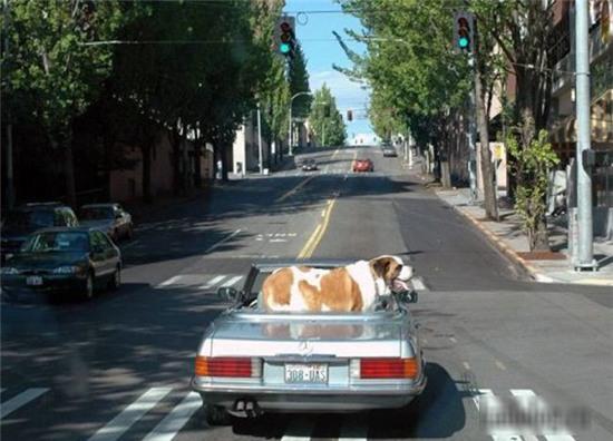 nhung kieu tham gia giao thong la lung nhat the gioi hinh anh 8