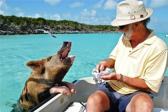 Hon dao day lon boi gioi, biet xin an hinh anh 5