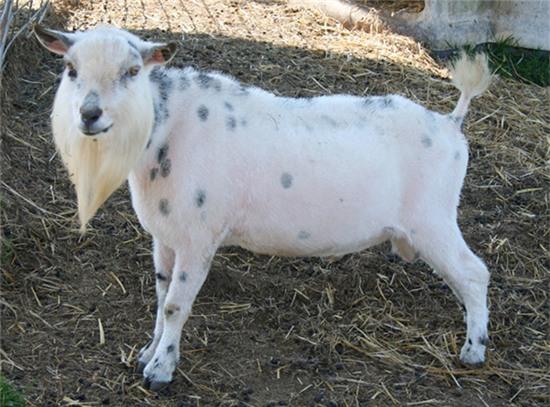 Top 15 nam thần undercut sành điệu nhất thế giới động vật - Ảnh 11.