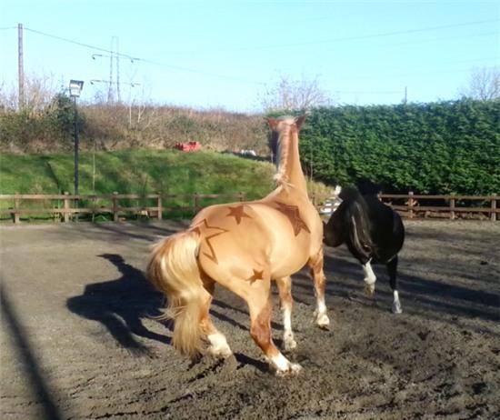 Top 15 nam thần undercut sành điệu nhất thế giới động vật - Ảnh 6.