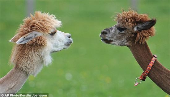 Top 15 nam thần undercut sành điệu nhất thế giới động vật - Ảnh 9.