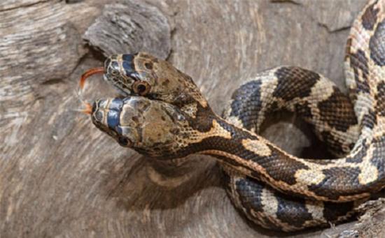 Rắn hai đầu: Những loài rắn hiếm có hai đầu đều khiến nhiều người thích thú và tò mò. Điều đó cũng đúng với hình ảnh có liên quan, bạn sẽ được chiêm ngưỡng vẻ đẹp độc đáo của chúng.