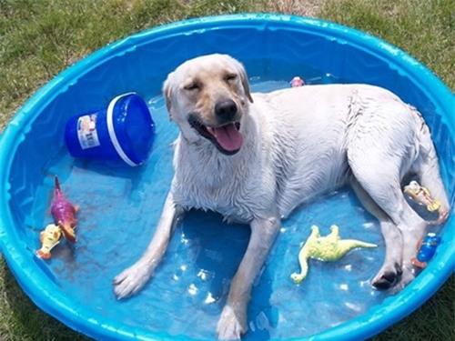 Muôn kiểu tránh hài hước của động vật