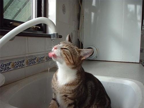 Muôn kiểu tránh hài hước của động vật