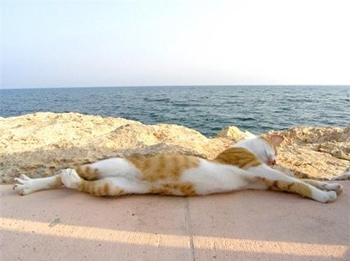 Muôn kiểu tránh hài hước của động vật