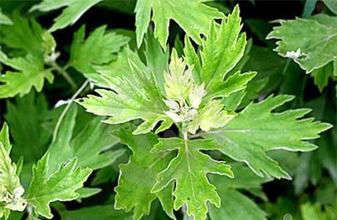 chữa đau xương khớp