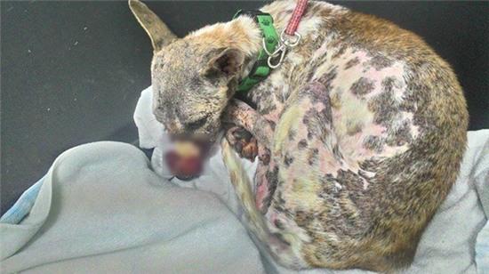 Không phải trạm cứu hộ nào cũng bán chó cho lò mổ - Ảnh 3.