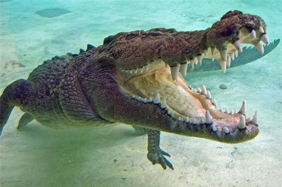 nuoi-ca-sau-lam-thu-cung