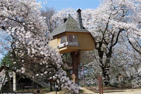 nhung ngoi nha tren cay cuc doc dao khap the gioi hinh anh 16