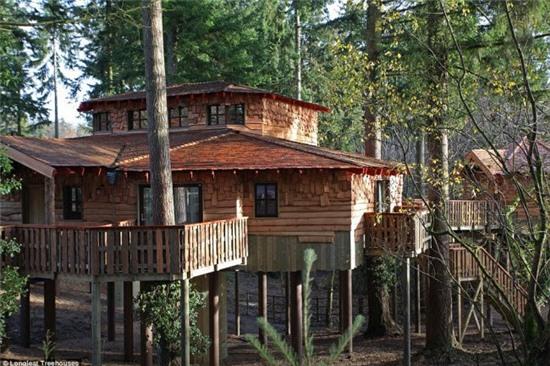 nhung ngoi nha tren cay cuc doc dao khap the gioi hinh anh 17