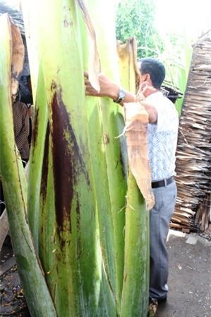 Gốc cây chuối to, phần thân một người ôm không hết