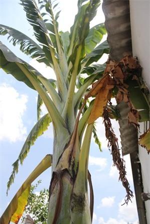 Cây chuối thân to, ngọn vươn cao hơn nóc nhà.