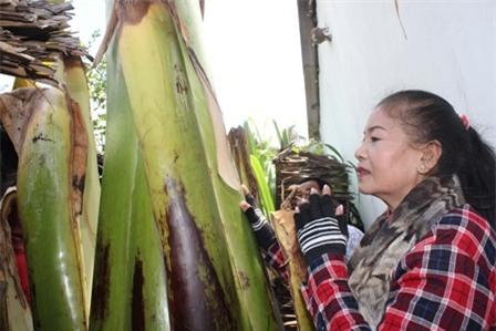 Nhiều người từ xa đến chỉ để tưới cây rồi rửa mặt hay sờ vào thân cây chuối cầu may