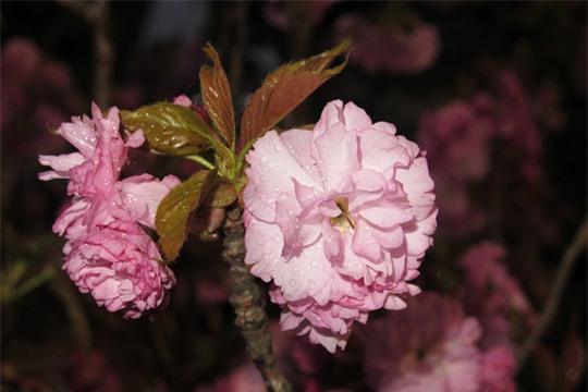 Hoa anh đào nở giữa Sài Gòn