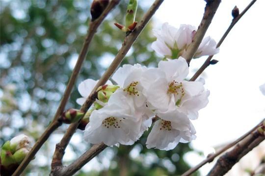 Hoa anh đào trắng nổi bật