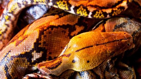 Đầu trăn, rắn trên một phản thịt