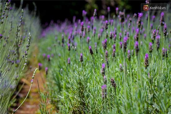 Lần đầu tiên, có cả một vườn hoa oải hương đẹp mê mải ở Đà Lạt! - Ảnh 1.