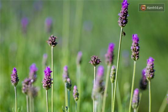 Lần đầu tiên, có cả một vườn hoa oải hương đẹp mê mải ở Đà Lạt! - Ảnh 13.