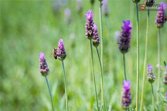 Lần đầu tiên, có cả một vườn hoa oải hương đẹp mê mải ở Đà Lạt! - Ảnh 15.