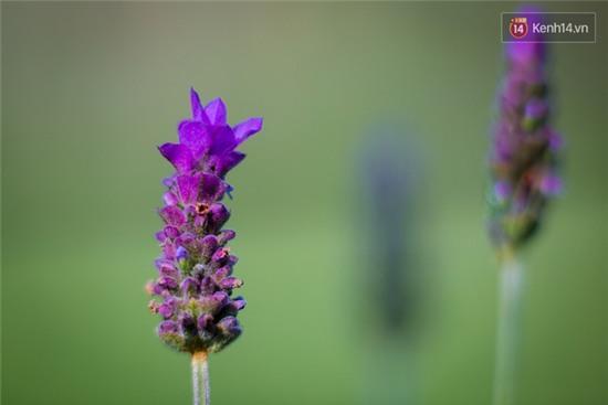 Lần đầu tiên, có cả một vườn hoa oải hương đẹp mê mải ở Đà Lạt! - Ảnh 2.