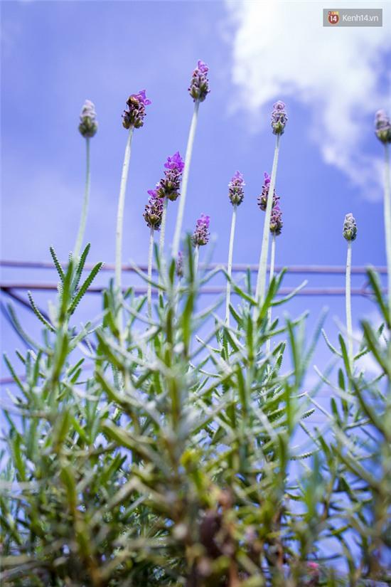 Lần đầu tiên, có cả một vườn hoa oải hương đẹp mê mải ở Đà Lạt! - Ảnh 3.