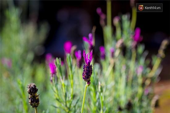 Lần đầu tiên, có cả một vườn hoa oải hương đẹp mê mải ở Đà Lạt! - Ảnh 4.