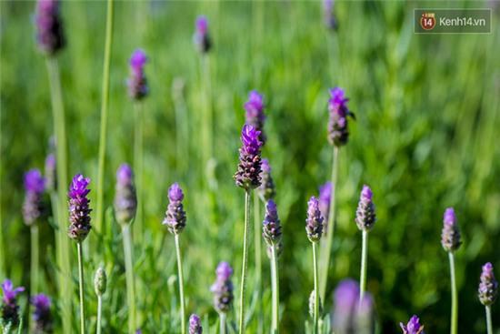 Lần đầu tiên, có cả một vườn hoa oải hương đẹp mê mải ở Đà Lạt! - Ảnh 5.