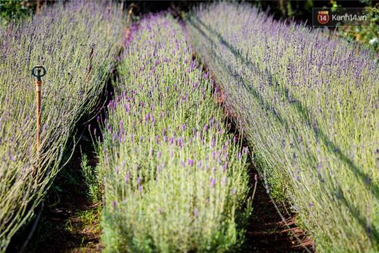 Lần đầu tiên, có cả một vườn hoa oải hương đẹp mê mải ở Đà Lạt! - Ảnh 7.