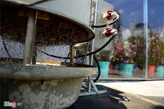 Hoa anh dao Sai Gon uop lanh trong nha kinh hinh anh 12