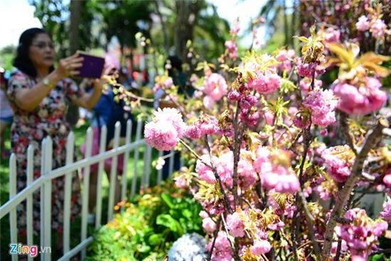 Hoa anh dao Sai Gon uop lanh trong nha kinh hinh anh 17