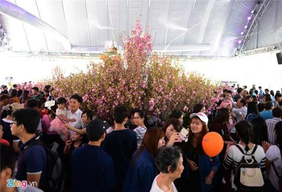 Hoa anh dao Sai Gon uop lanh trong nha kinh hinh anh 5