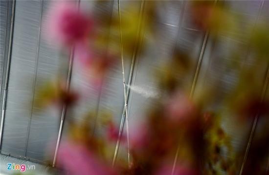 Hoa anh dao Sai Gon uop lanh trong nha kinh hinh anh 8