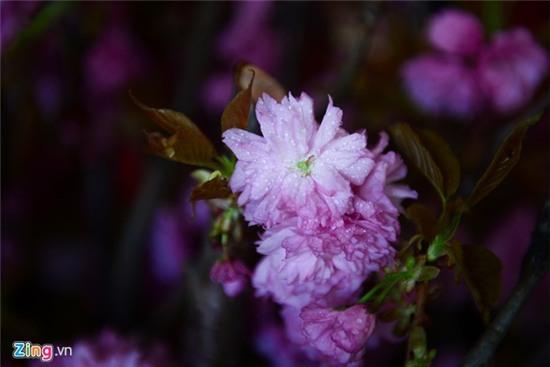 Hoa anh dao Sai Gon uop lanh trong nha kinh hinh anh 9